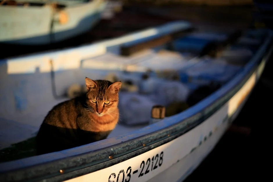 ボートに座る猫