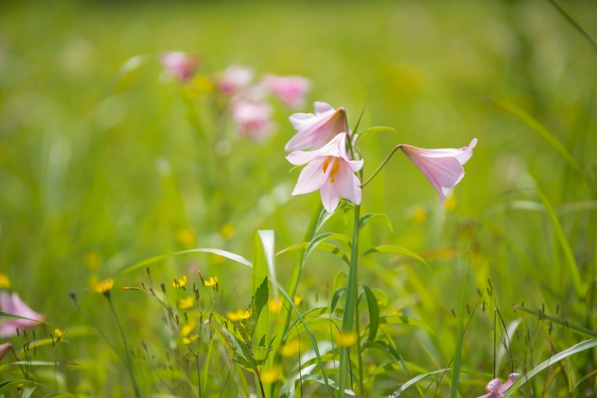緑豊かな野原に咲く、淡いピンク色のユリの花
