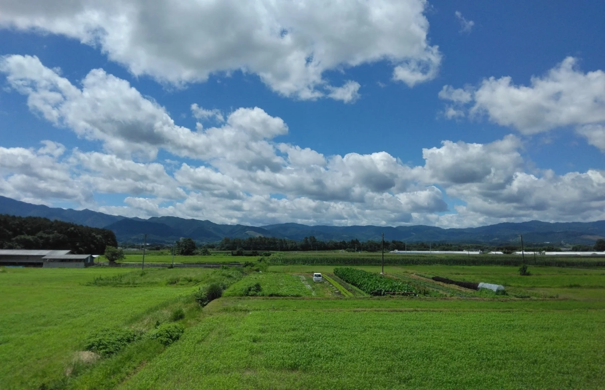 錦町の夏の田園風景