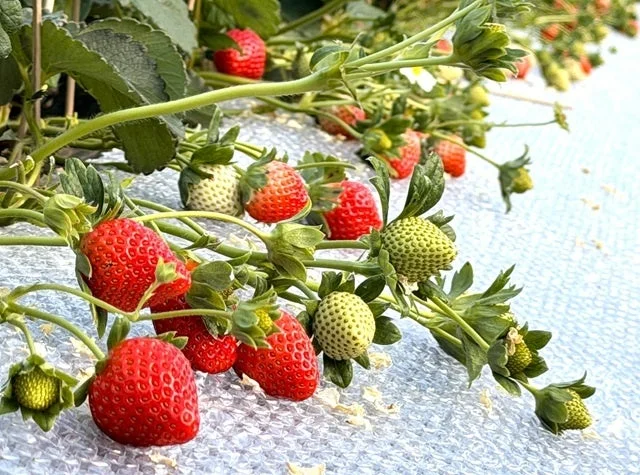 温室のいちご畑