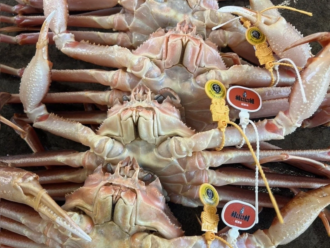 新鮮な越前がに