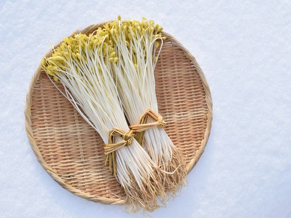 新鮮な大鰐温泉もやし