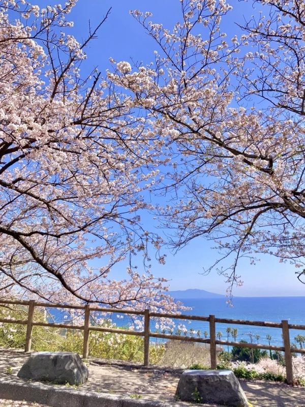 桜と海が広がる絶景