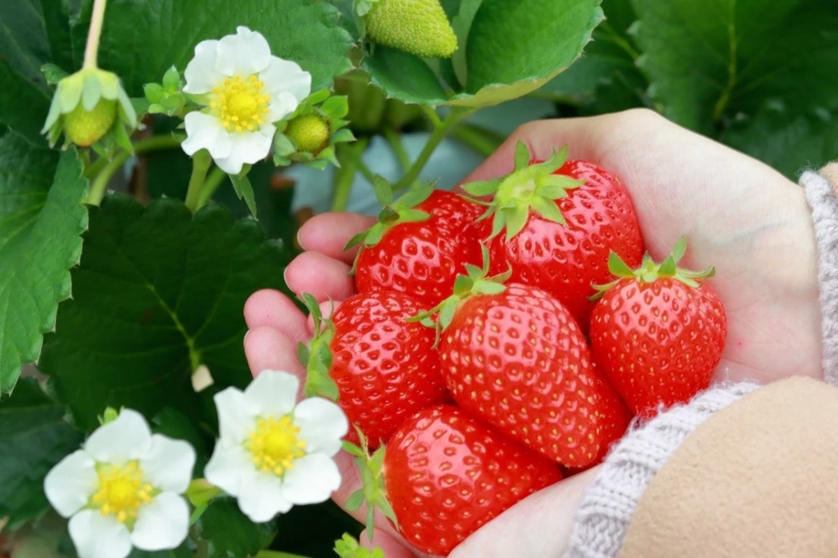 いちごを抱える手