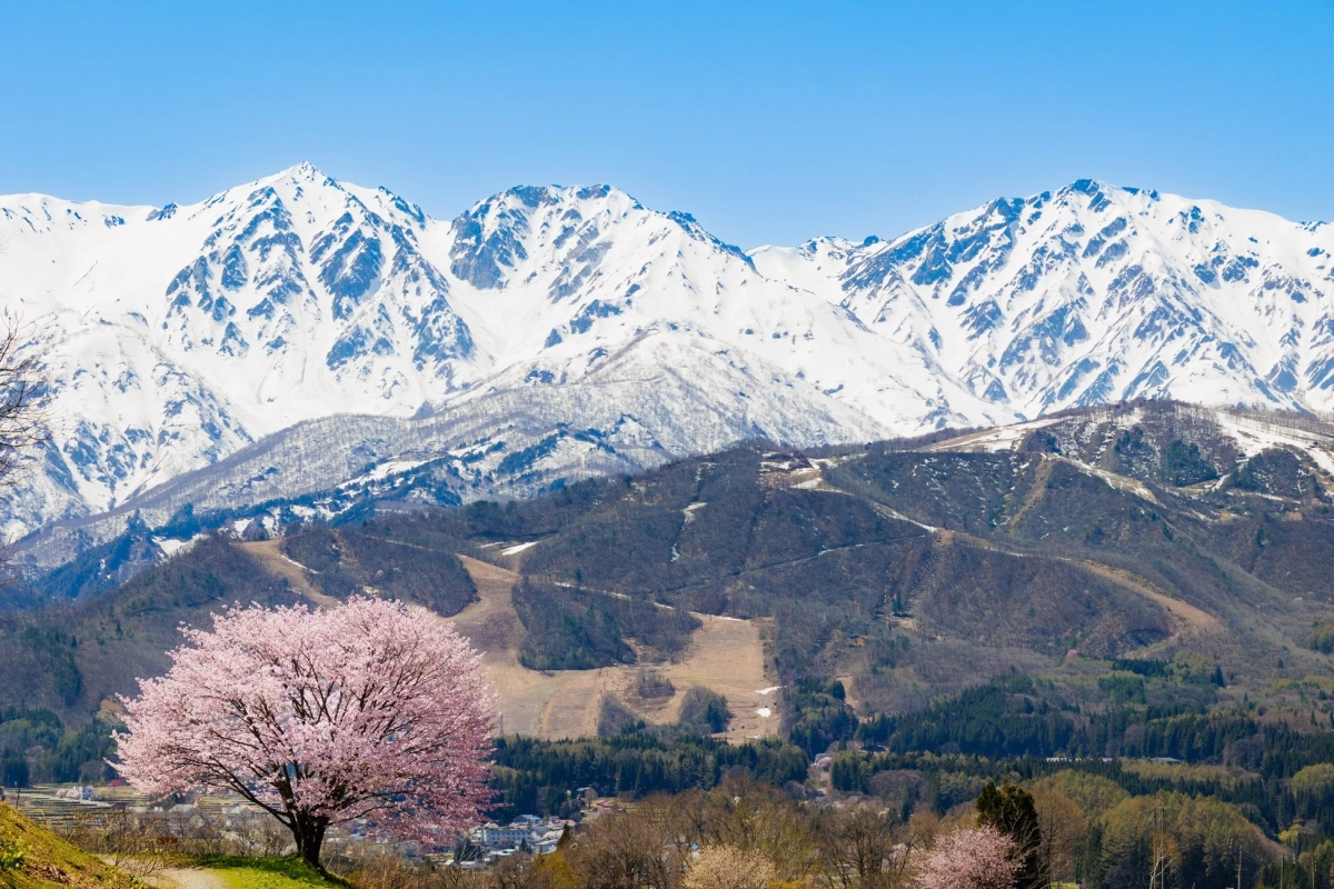 桜と雪山