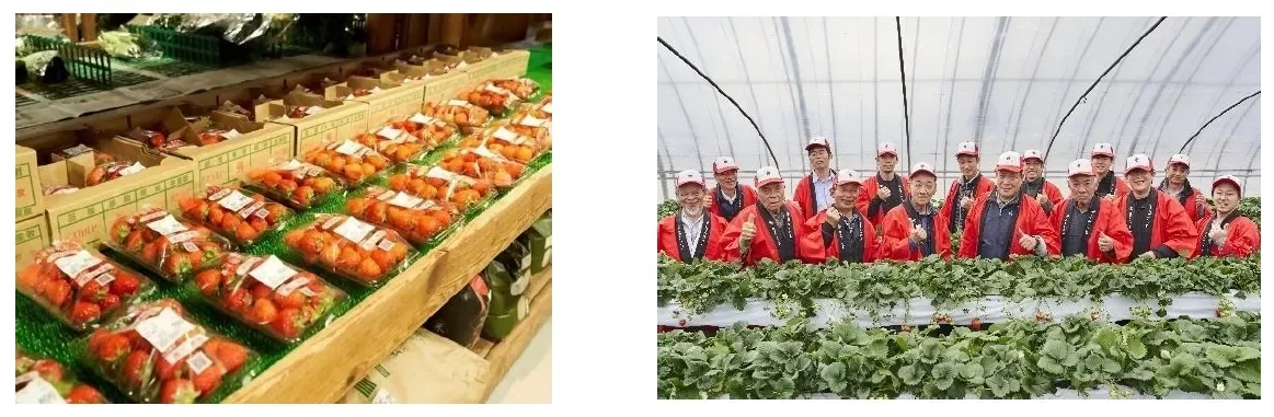 パック詰めされたいちごが並ぶ農産物直売所の様子といちご農家の人々