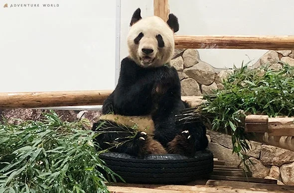タイヤに座り笹に囲まれてリラックスしているジャイアントパンダ
