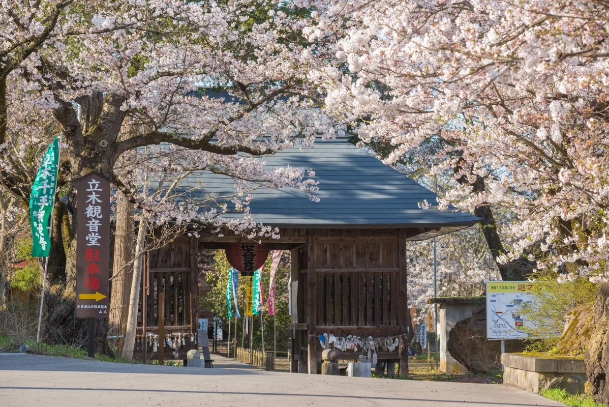 満開の桜に囲まれた日本の伝統的な門