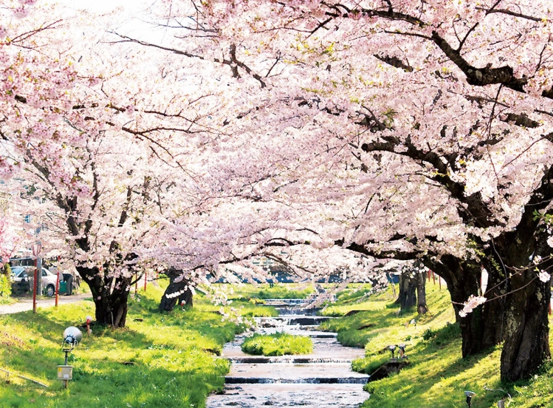 満開の桜並木が美しい小川沿いの風景