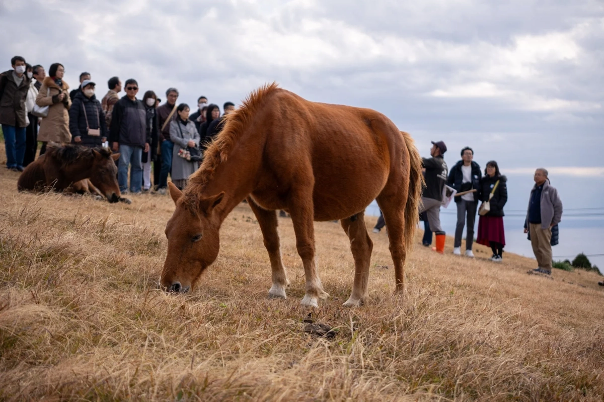 都井岬の御崎馬
