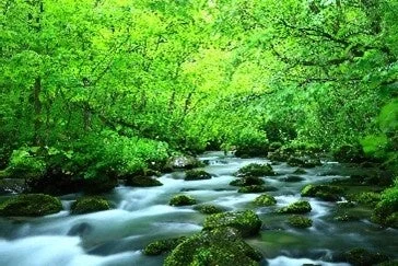 鮮やかな緑の木々に囲まれた森の中を、岩が点在する透明な川が流れています。
