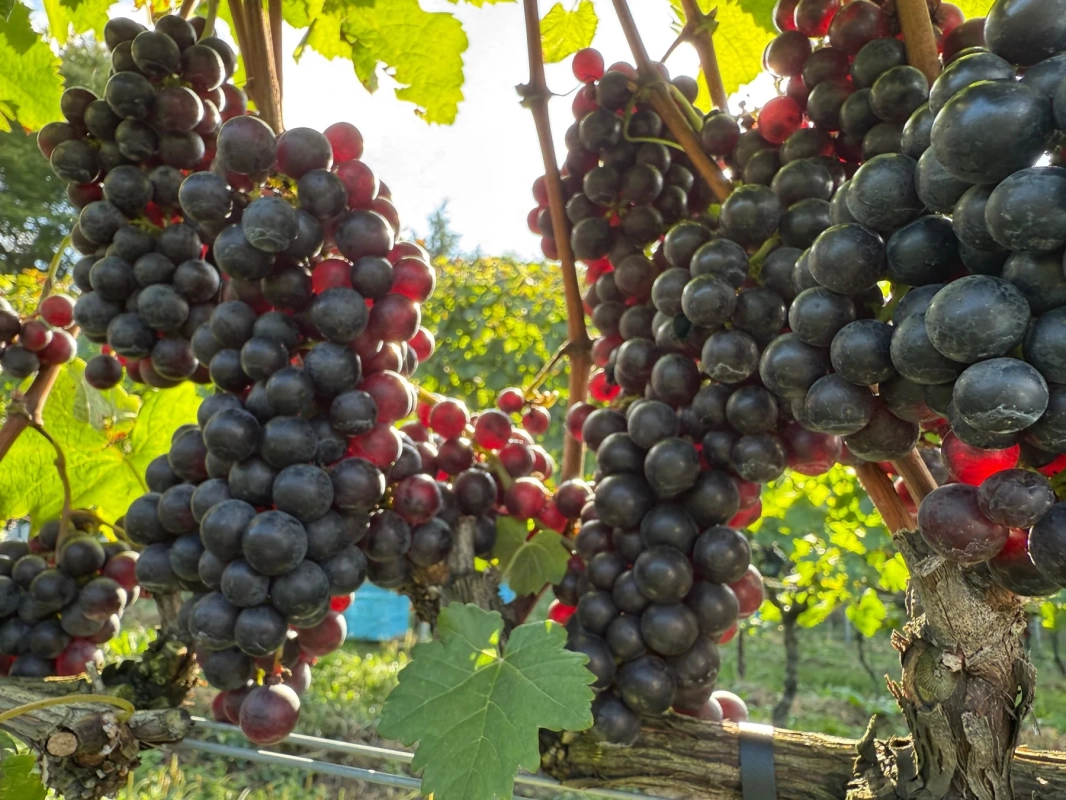 太陽の光が降り注ぐぶどう畑で、たわわに実った黒紫色のぶどうの房