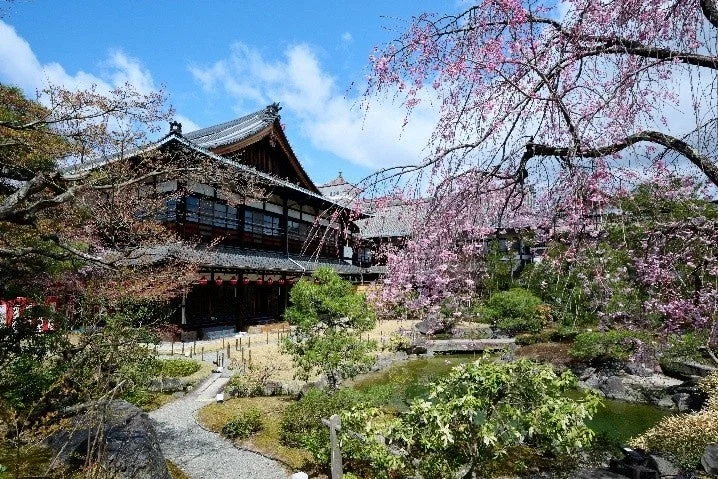春の美しい日本庭園と伝統的な寺院の風景です。満開のしだれ桜が鮮やかに咲き誇り、池のある庭園と歴史を感じさせる建物が青空の下で調和しています。