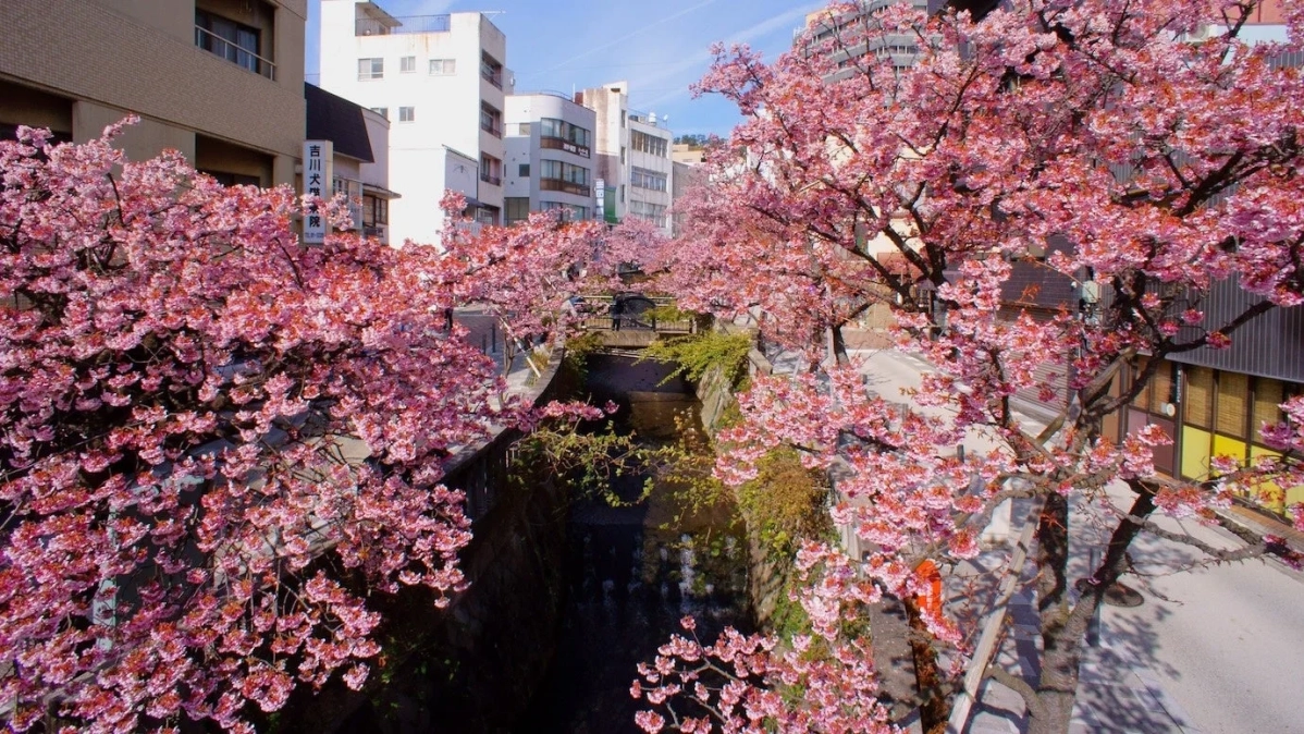満開の桜が運河沿いに咲き誇る日本の春の風景
