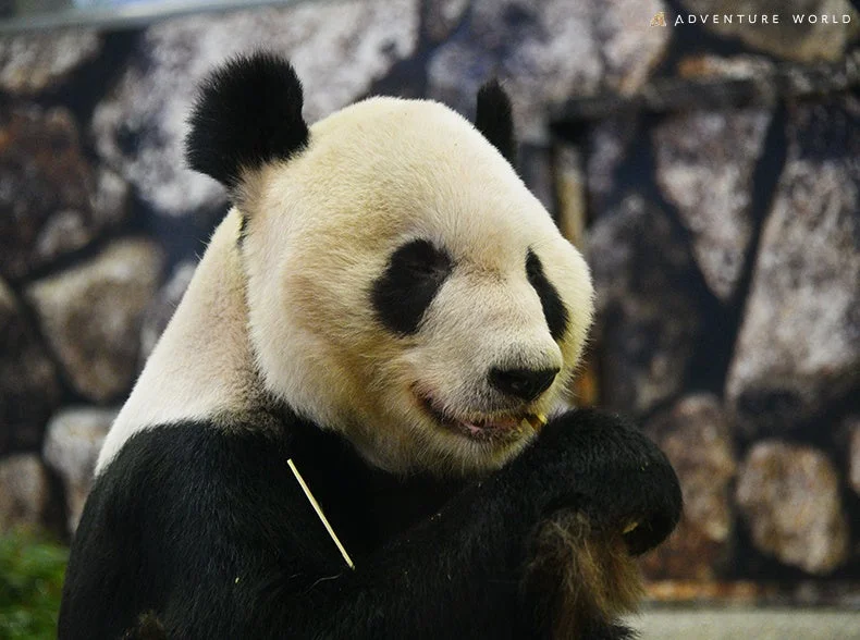 パンダが何かを食べている様子