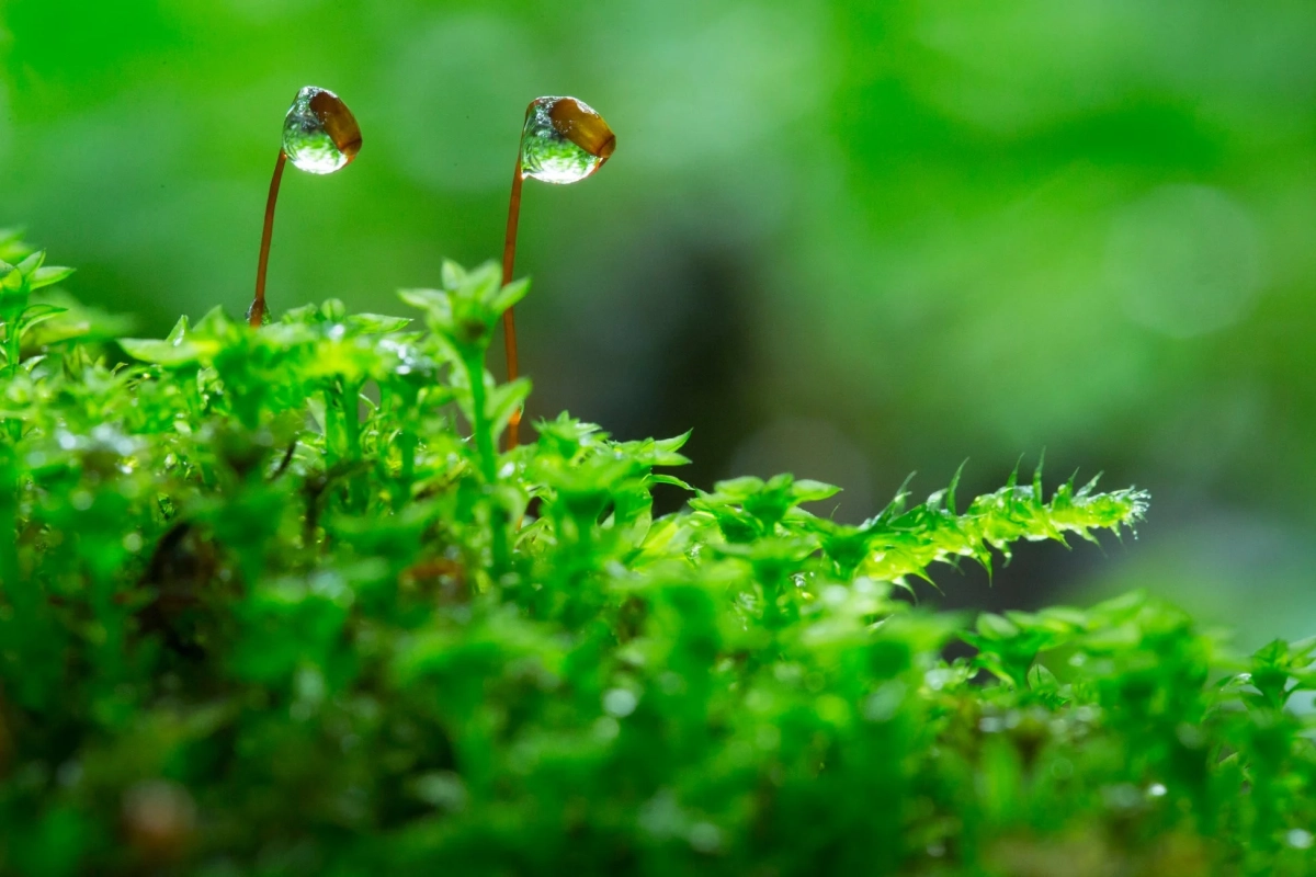 苔のマクロ撮影