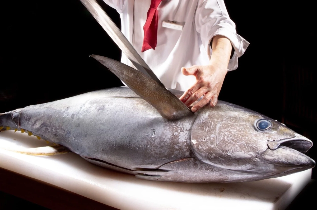 マグロ解体,料理人,シェフ,鮮魚,包丁,調理,和食,魚,プロ,捌く,寿司ネタ,刺身