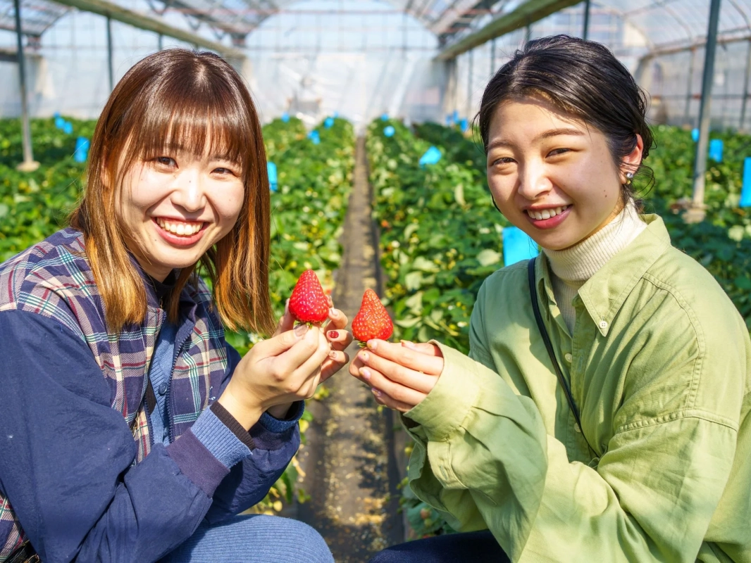 いちご狩りを楽しむ女性