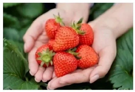 両手いっぱいに抱えられた、みずみずしい真っ赤ないちご