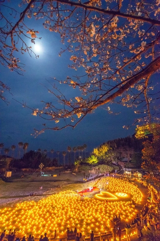 夜桜とイルミネーションでハートが描かれた幻想的な夜景