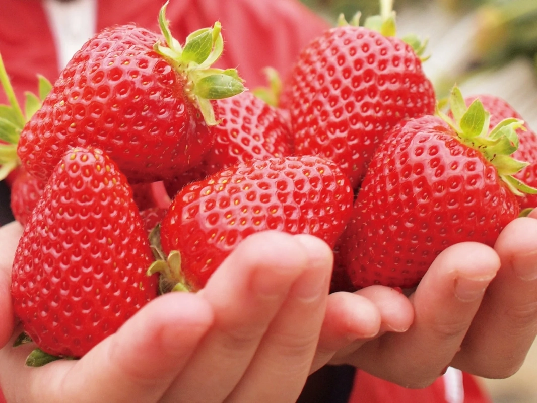 両手いっぱいのいちご