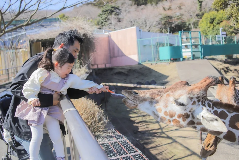 キリンに餌をあげる子供