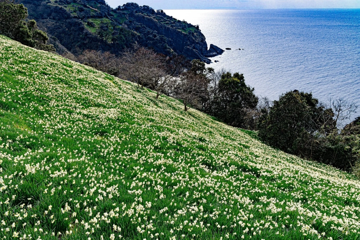 白い水仙が一面に咲く丘と海
