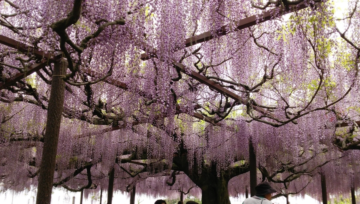 藤棚の下で花を鑑賞する人々