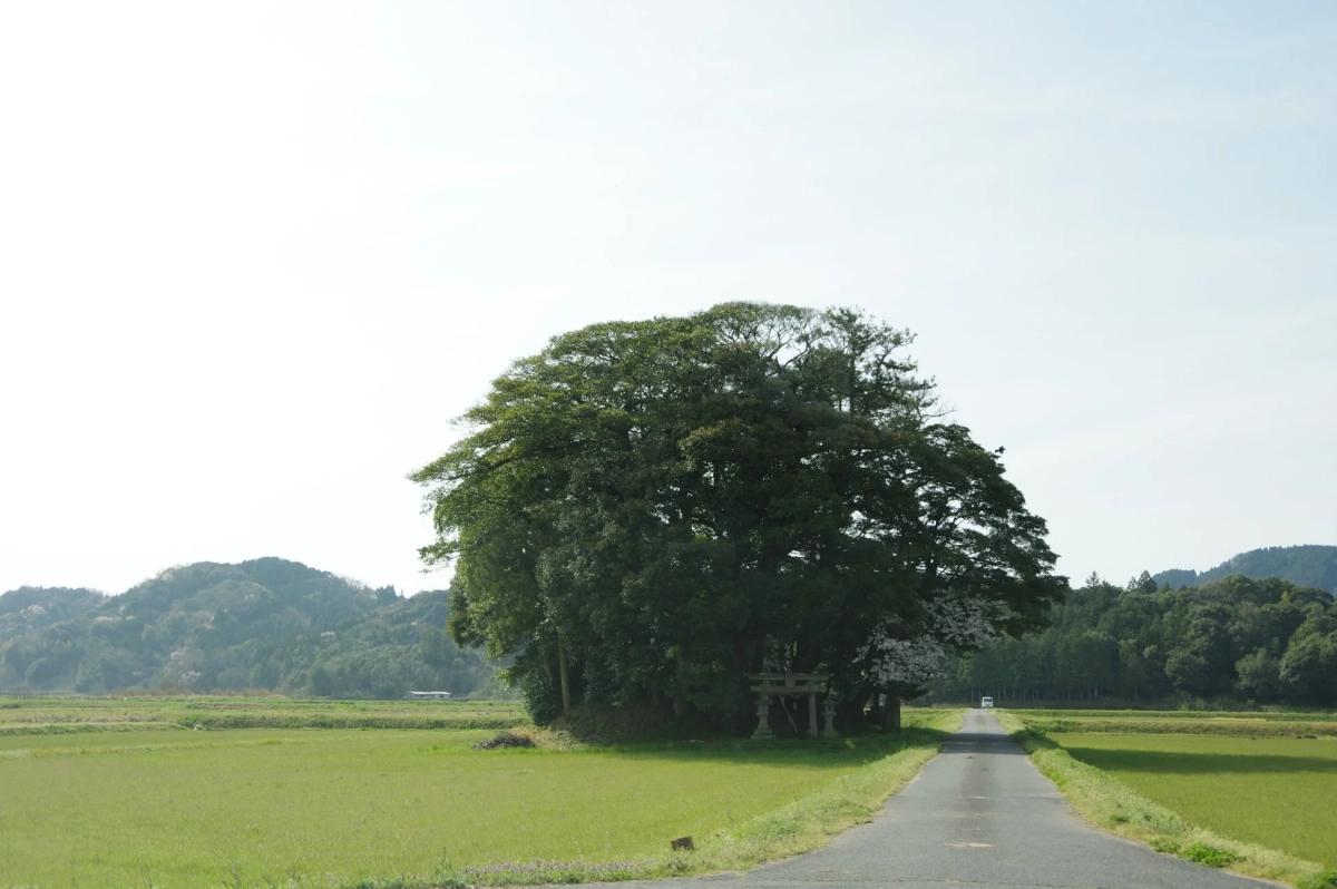 田園風景に立つ鳥居