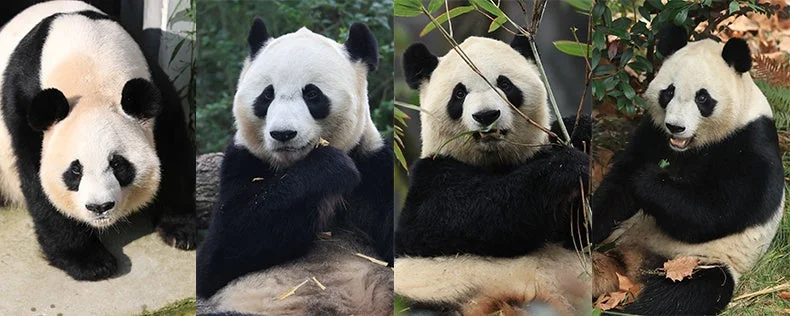 4頭のジャイアントパンダ