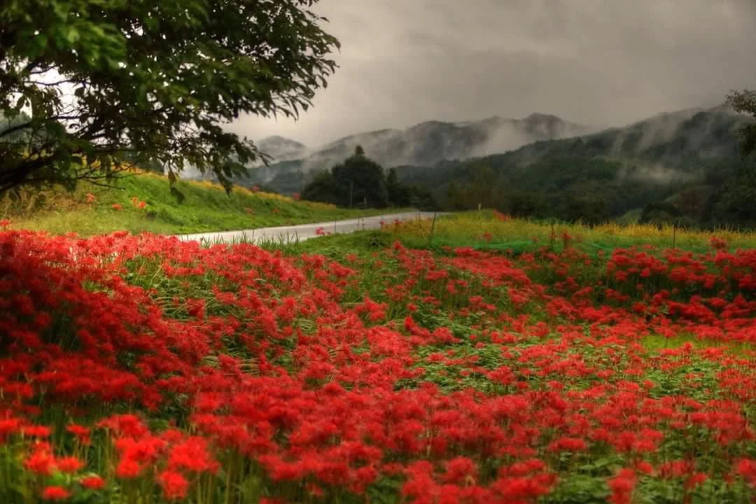 彼岸花が咲き誇る風景