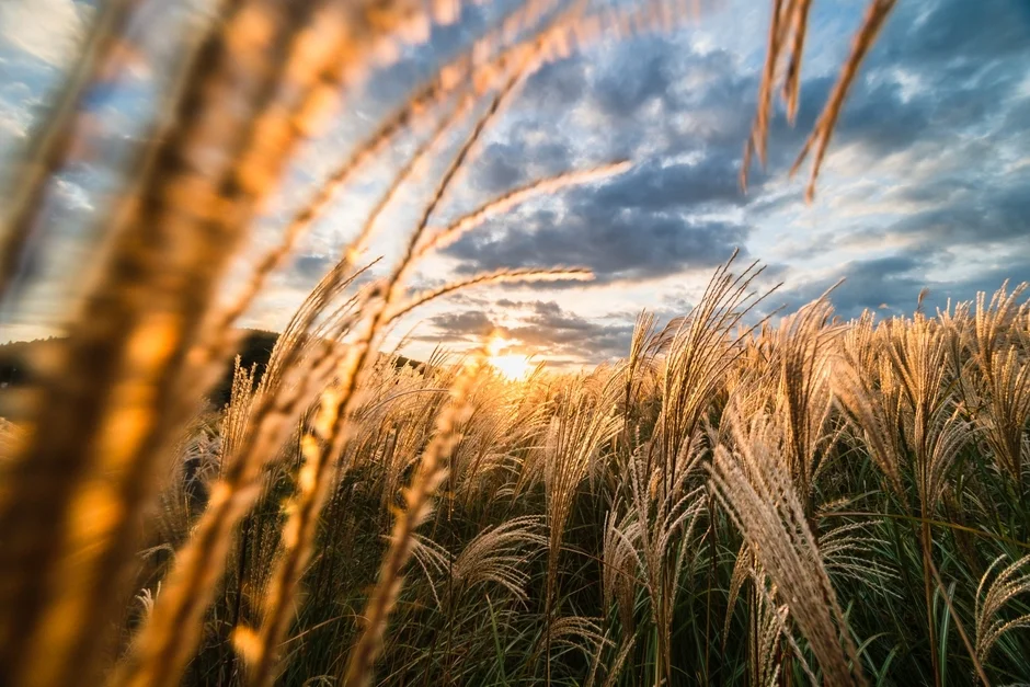 夕焼けに染まるススキの穂