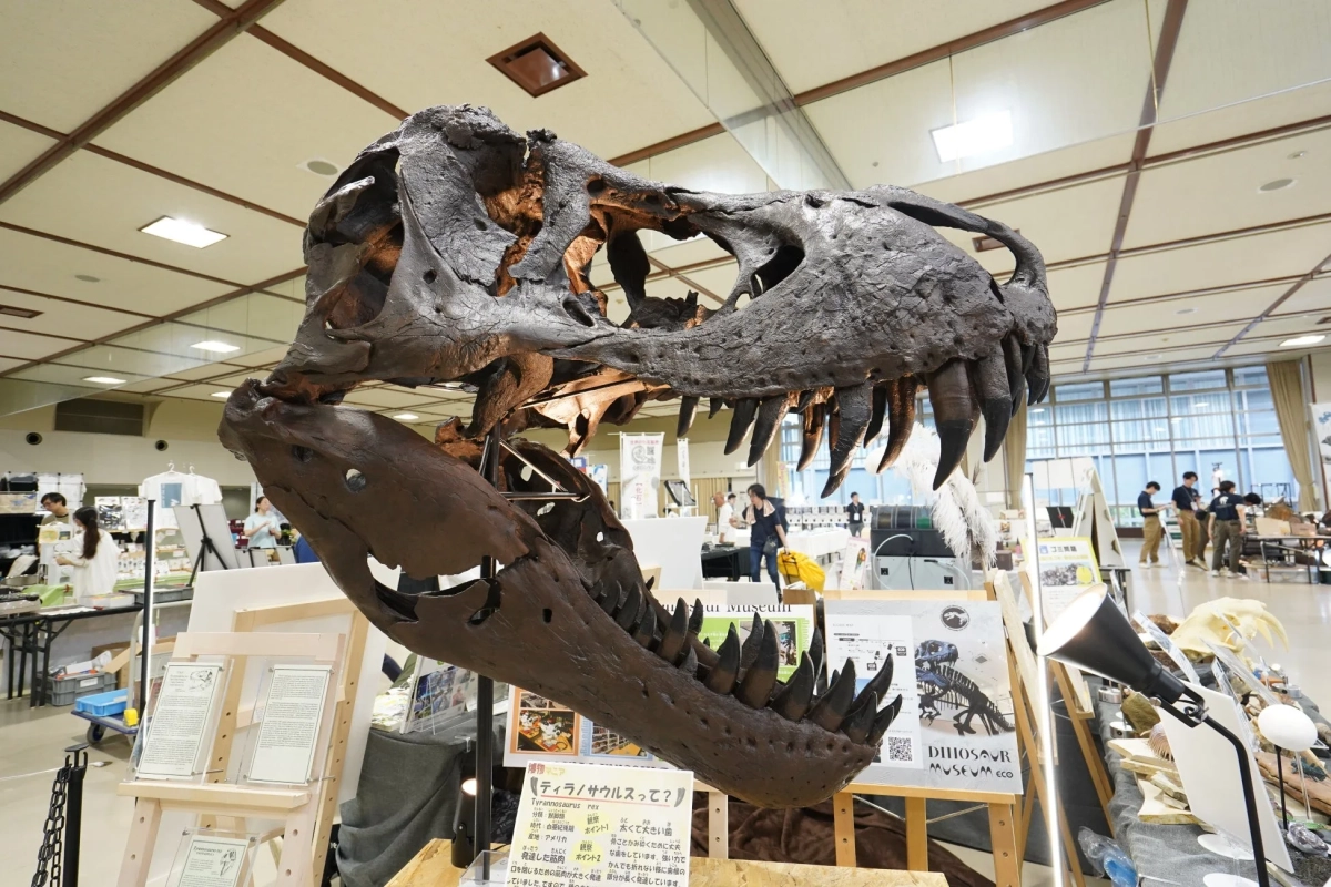 ティラノサウルス「STAN」の頭骨標本