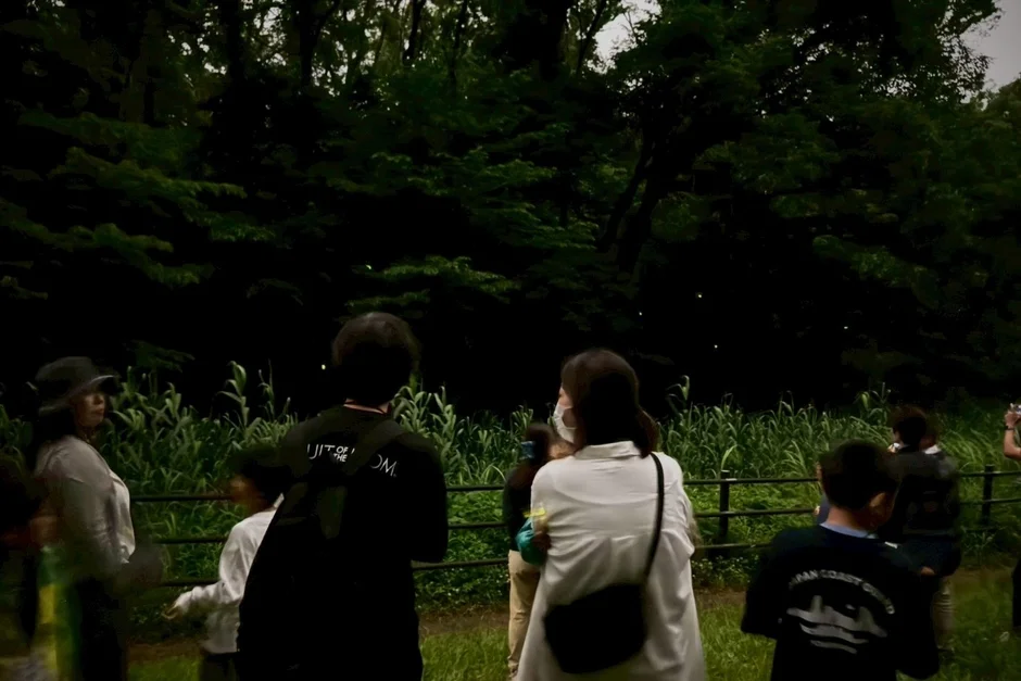 夜のホタル観察会