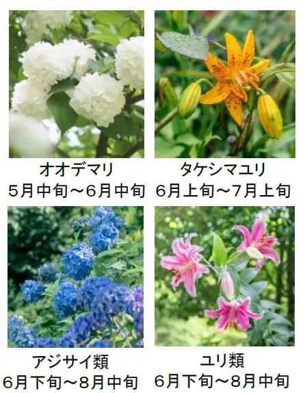 初夏から夏にかけて咲く花々
